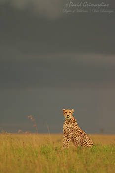 Cheetah mother on stormy sky