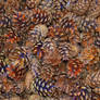 pine cones