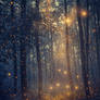 Enchanted Forest of Fireflies