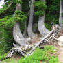 Mountain Trees