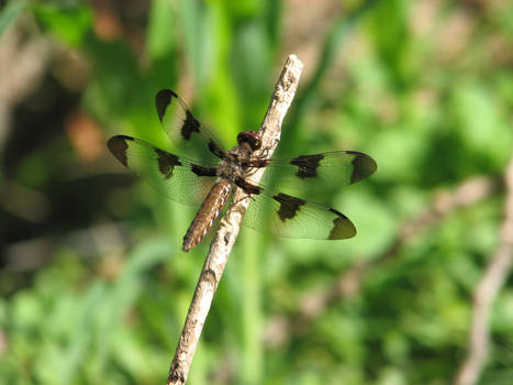 Female Dragonfly