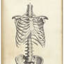 Bnspyrd STOCK Vintage Human Skeletal 1