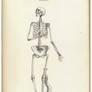 Vintage Human Skeletal 3