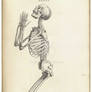 Bnspyrd STOCK Vintage Human Skeletal 5