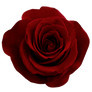 ValentinesDay2012 Rose png