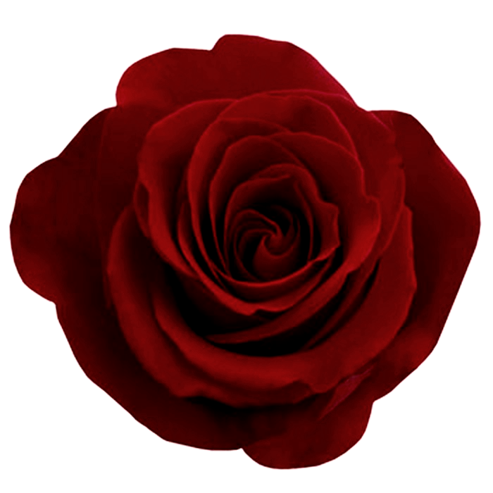 ValentinesDay2012 Rose png by Bnspyrd