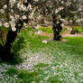 Cherry Blossom Grove 1