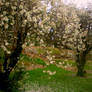 Cherry Blossom Grove 2