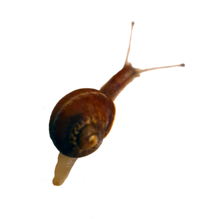 Bnspyrd STOCK Snail-precut