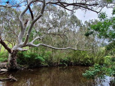 Bnspyrd STOCK BlackfellowsCreek1