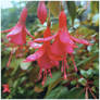 Bnspyrd PHOTO Fuschias