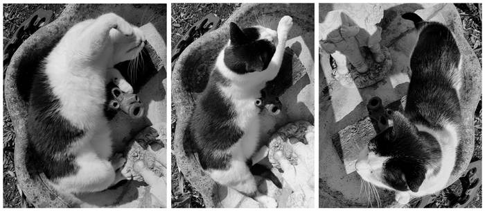Bnspyrd PHOTO Sunbathing-Triptych
