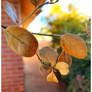 Bnspyrd PHOTO Fall-Leaf-Perspective