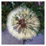 Bnspyrd PHOTO A Million Wishes