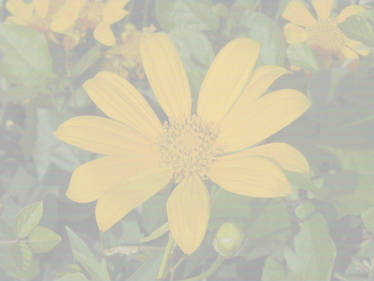 Yellow Flower