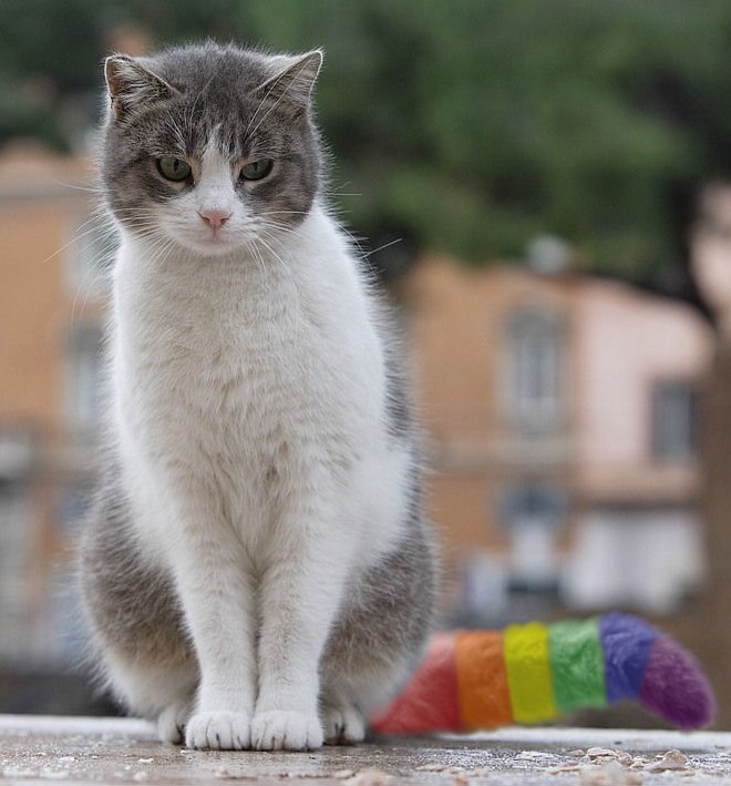 Gay Pride Kitty