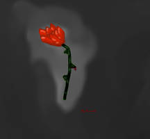 A Single Rose