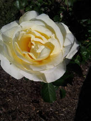 White Rose