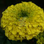 Tagetes erecta L.