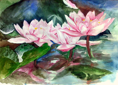 'beautiful water lilies'