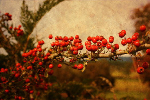 Red Berries