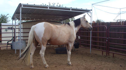 Quarter Horse Stock - 1