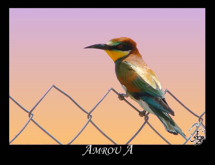 Colorful bee eater