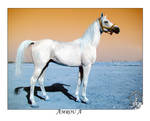 Arabian Horse 2 by AMROU-A