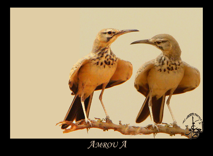 Birds Lovely Watching