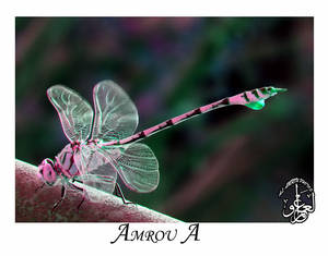 Pink green dragonfly