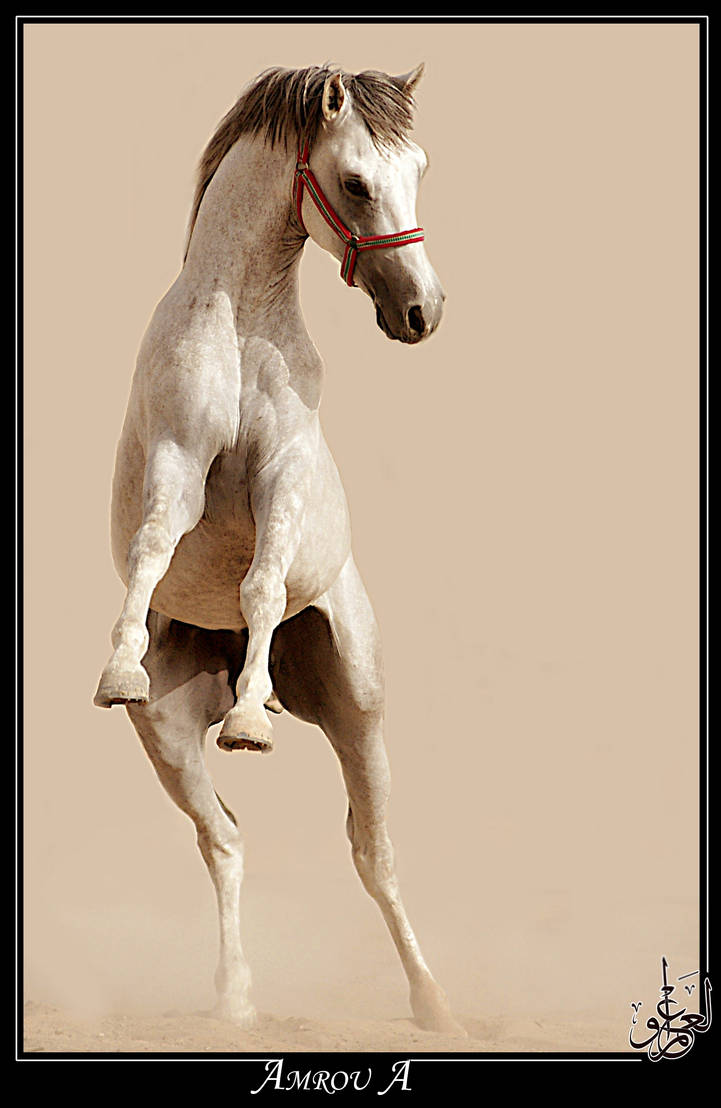 Highness - Arabian horse