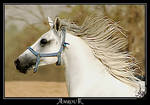 White Silky-Arabian horse by AMROU-A
