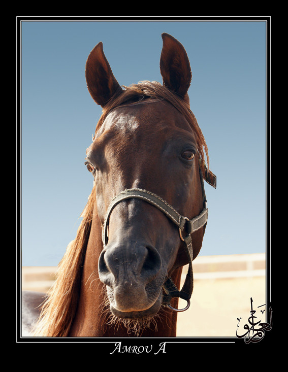 Lovely Look - Arabian horse