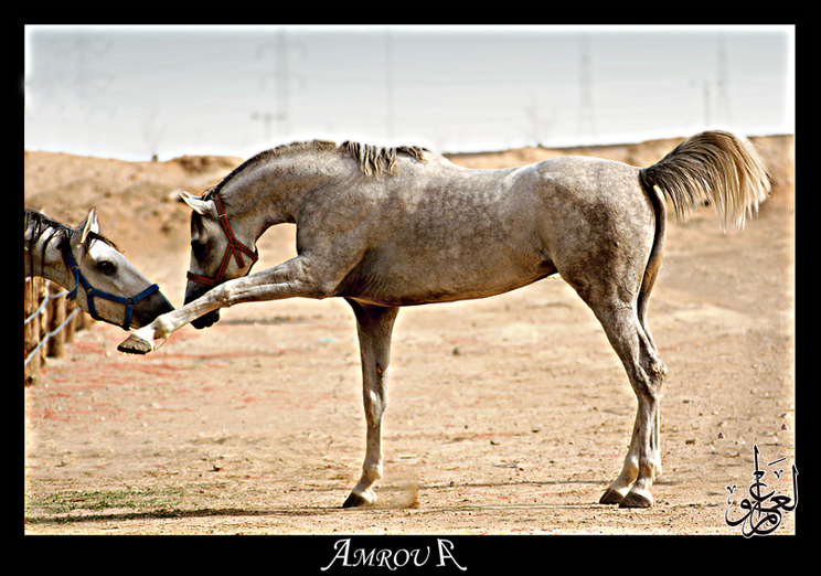 Salam - Arabian horse