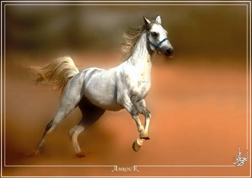 Feel free - Arabian horse