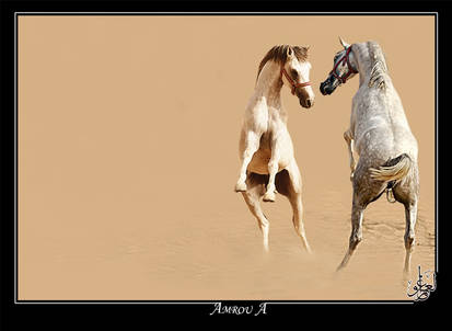 The chalange - Arabian horses