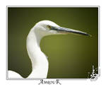 White heron's head by AMROU-A