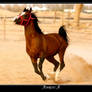 Arabian brown horse