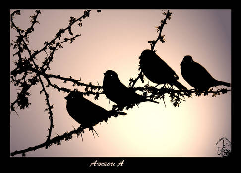 Birds' silhouettes