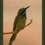 a bee-eater