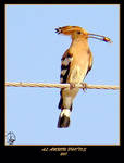 The Hoopoe by AMROU-A