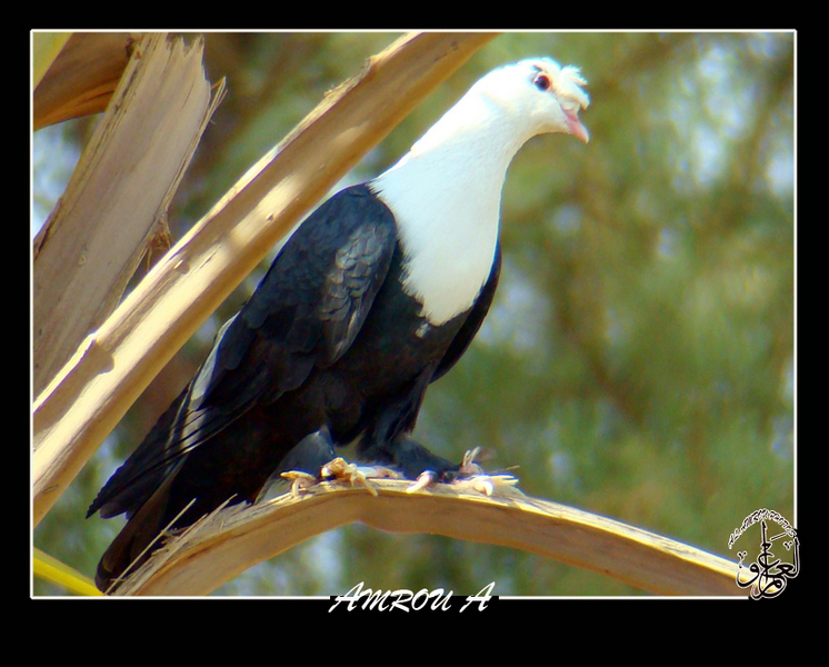 A pretty pigeon