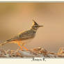 The horned lark