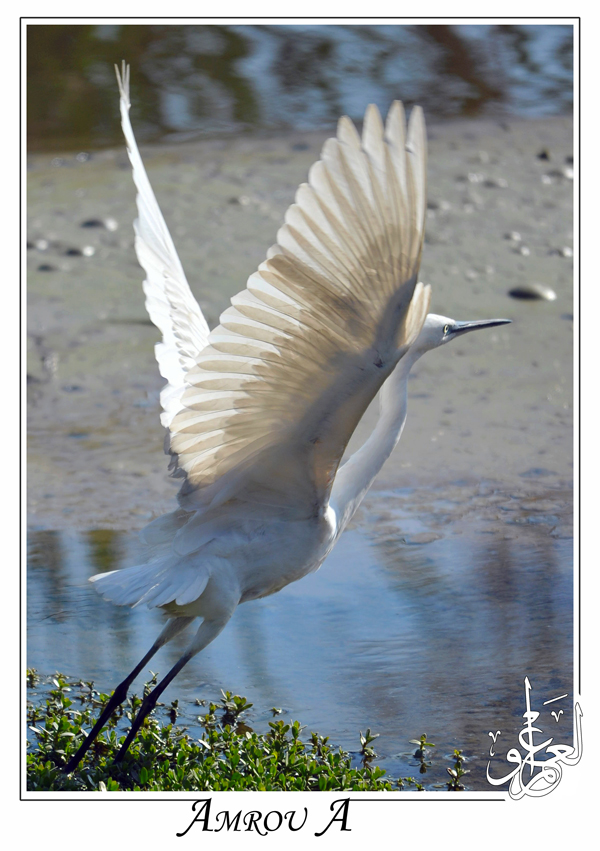 white heron