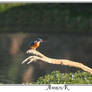 kingfisher