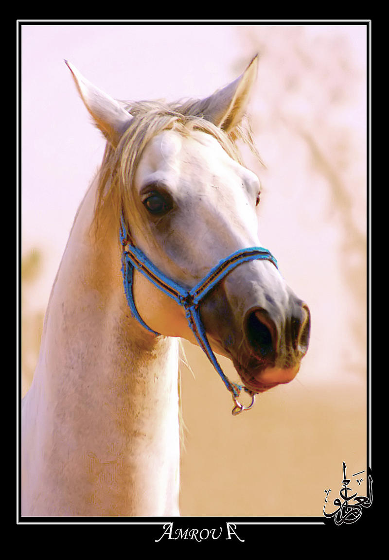 beauty white Portrait