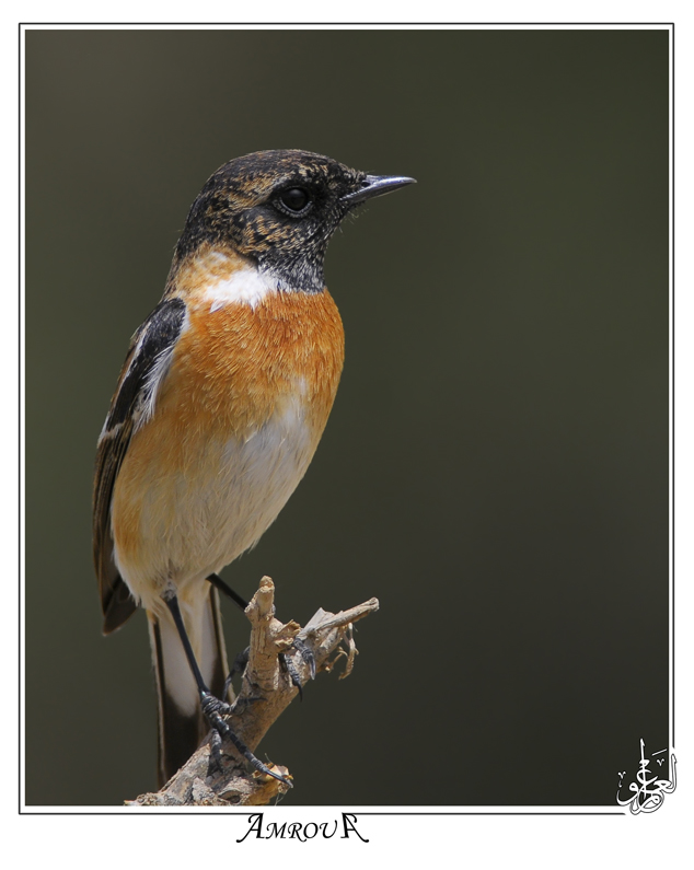 stone chat