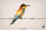 European bee eater by AMROU-A