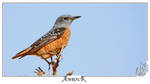 Rufous tailed rock thrush by AMROU-A