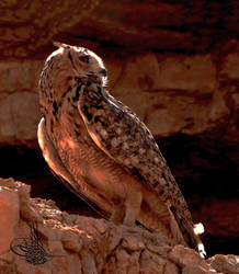 Pharaoh Eagle Owl-3